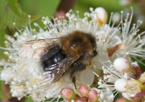 Réf. 249 234 : Bombus hypnorum